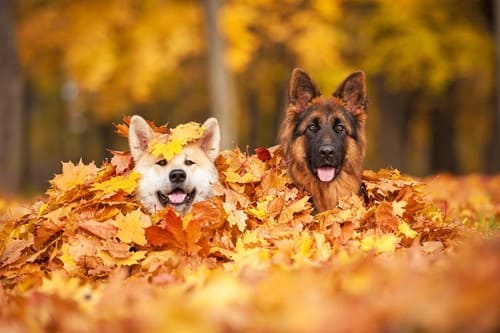 cats-and-dogs